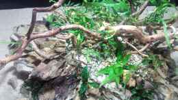 aquarium-von-torsten-bullmahn-54er-scape---wood-stone_
