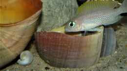 Foto mit Neolamprologus caudopunctatus