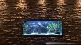 aquarium-von-alex-75-malawi-durchsichtbecken_Aquarium Hauptansicht vom Wohnzimmer ( Durchsichtbecken )