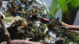 Bucephalandra Kedagang