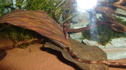 aquarium-von-hotu-shrimps-amp--fish-ehemals-cpo-amp--garnelen_Deko