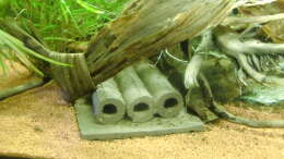 aquarium-von-hotu-shrimps-amp--fish-ehemals-cpo-amp--garnelen_Deko