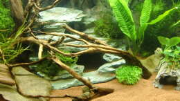aquarium-von-hotu-shrimps-amp--fish-ehemals-cpo-amp--garnelen_Brücke