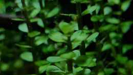 Foto mit Rotala indica bonsai