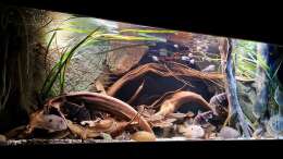 aquarium-von-agua-viva-amazonas---wasserwelt_