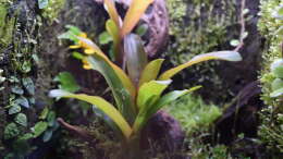 Pflanzen im Aquarium Keto Tsuchi