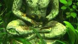aquarium-von-christian-bernreiter-gesellschaftsbecken-asia-style_Sitzgelegenheit 