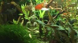 aquarium-von-christian-bernreiter-gesellschaftsbecken-asia-style_