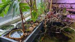 aquarium-von-daniel-mayer-wohnzimmerteich_Landteil für die pfeilgiftfrösche und die futterschale fü