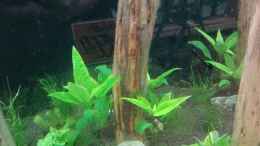 aquarium-von-torsten-bullmahn-schaubecken---hornbach-weserpark_