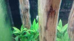 aquarium-von-torsten-bullmahn-schaubecken---hornbach-weserpark_