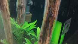 aquarium-von-torsten-bullmahn-schaubecken---hornbach-weserpark_