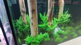 Foto mit die Eleocharis pusilla und die Hygrophila kommen gut...