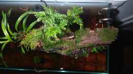 aquarium-von-czudemp-kleines-schwarzwasser_