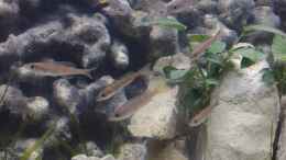 Foto mit Cyprichromis leptosoma utinta