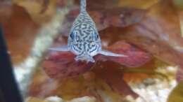 Besatz im Aquarium ehrenwerte Gesellschaft