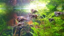 Besatz im Aquarium ehrenwerte Gesellschaft
