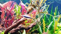 Pflanzen im Aquarium ehrenwerte Gesellschaft