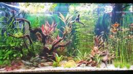 Aquarium ehrenwerte Gesellschaft