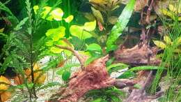 Pflanzen im Aquarium ehrenwerte Gesellschaft