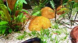 Besatz im Aquarium ehrenwerte Gesellschaft
