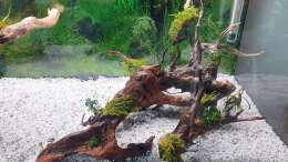 Pflanzen im Aquarium ehrenwerte Gesellschaft