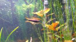 Besatz im Aquarium ehrenwerte Gesellschaft