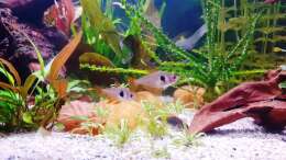 Besatz im Aquarium ehrenwerte Gesellschaft