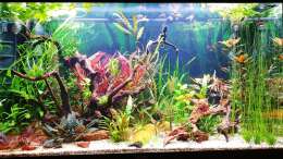 Aquarium ehrenwerte Gesellschaft
