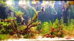 Aquarium ehrenwerte Gesellschaft