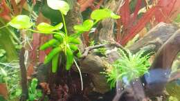 Pflanzen im Aquarium ehrenwerte Gesellschaft