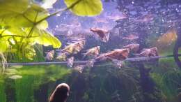 Besatz im Aquarium ehrenwerte Gesellschaft