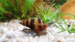 Besatz im Aquarium ehrenwerte Gesellschaft