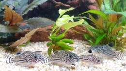 Besatz im Aquarium ehrenwerte Gesellschaft