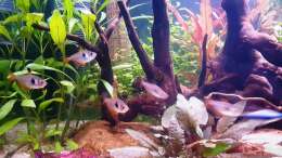 Besatz im Aquarium ehrenwerte Gesellschaft