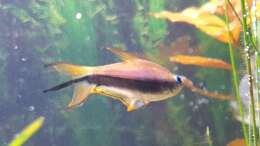 Besatz im Aquarium ehrenwerte Gesellschaft