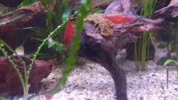 Besatz im Aquarium ehrenwerte Gesellschaft