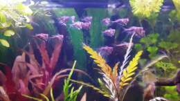 Besatz im Aquarium ehrenwerte Gesellschaft