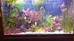 Aquarium ehrenwerte Gesellschaft