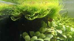 aquarium-von-mr-shrimp-land-of-the-fallen-trees_24.06.2023 Baum links