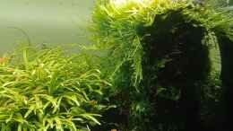 aquarium-von-mr-shrimp-land-of-the-fallen-trees_24.06.2023 Baum rechts