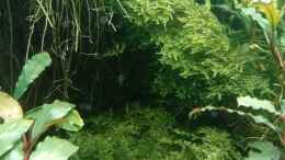 aquarium-von-mr-shrimp-land-of-the-fallen-trees_28.05.2023