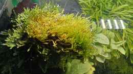 aquarium-von-mr-shrimp-land-of-the-fallen-trees_01.05.2023 emerser Mooswuchs linke Seite