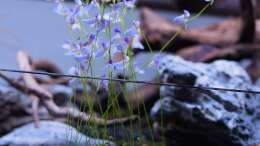 Utricularia blanchetii