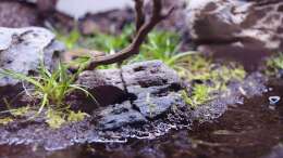 Eriocaulon cinereum