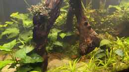 aquarium-von-peterk-216er-cube_