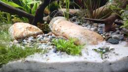 aquarium-von-amazonas-nur-noch-ein-beispiel-fuer-euch_