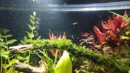 aquarium-von-amazonas-nur-noch-ein-beispiel-fuer-euch_