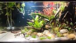 aquarium-von-amazonas-nur-noch-ein-beispiel-fuer-euch_