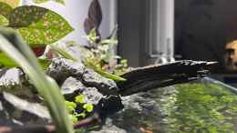 aquarium-von-czudemp-jungle-ufer_